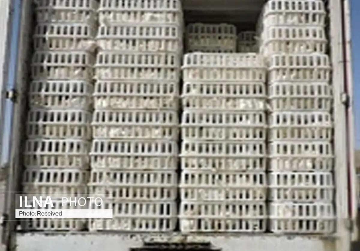 بیش از 9 کیلو مرغ قاچاق در قزوین کشف شد