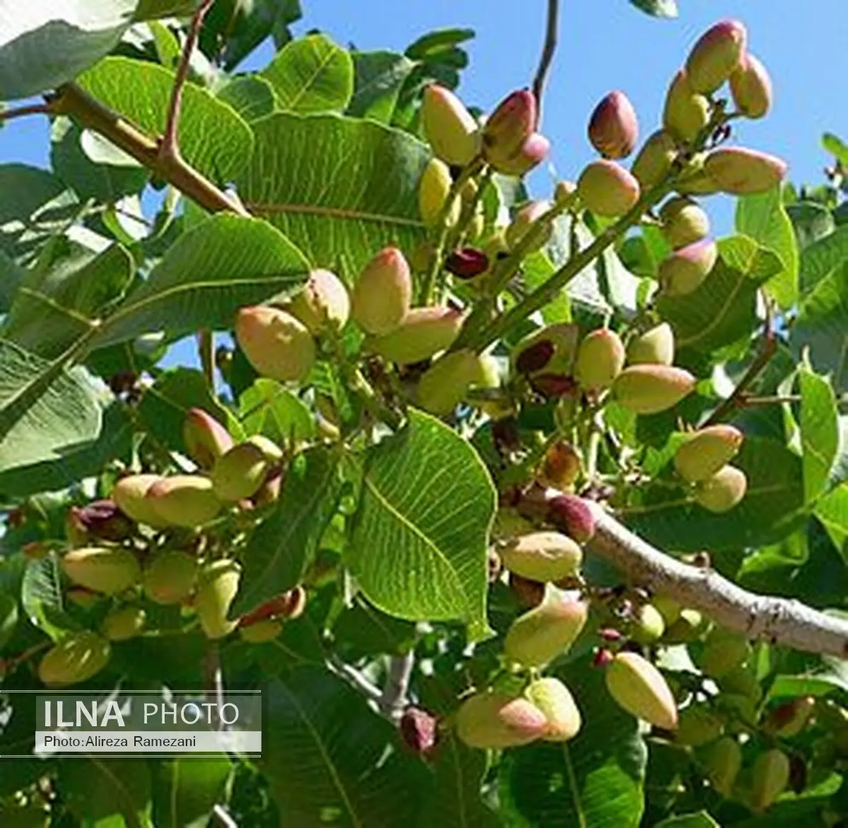 پیش بینی تولید دو میلیون تن محصول زراعی در استان زنجان 