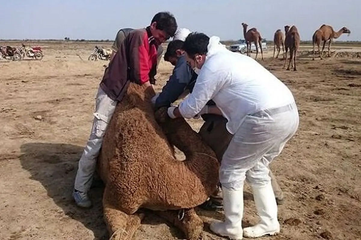 ویروس مشاهده‌ شده در جاسک سال‌ها است در ایران وجود دارد/ این ویروس با کرونا 2019 متفاوت است 