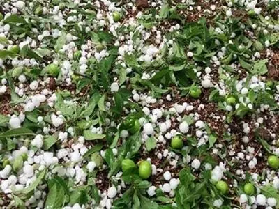 بارش تگرگ به باغات و مزارع کشاورزی کرمانشاه خسارت زد