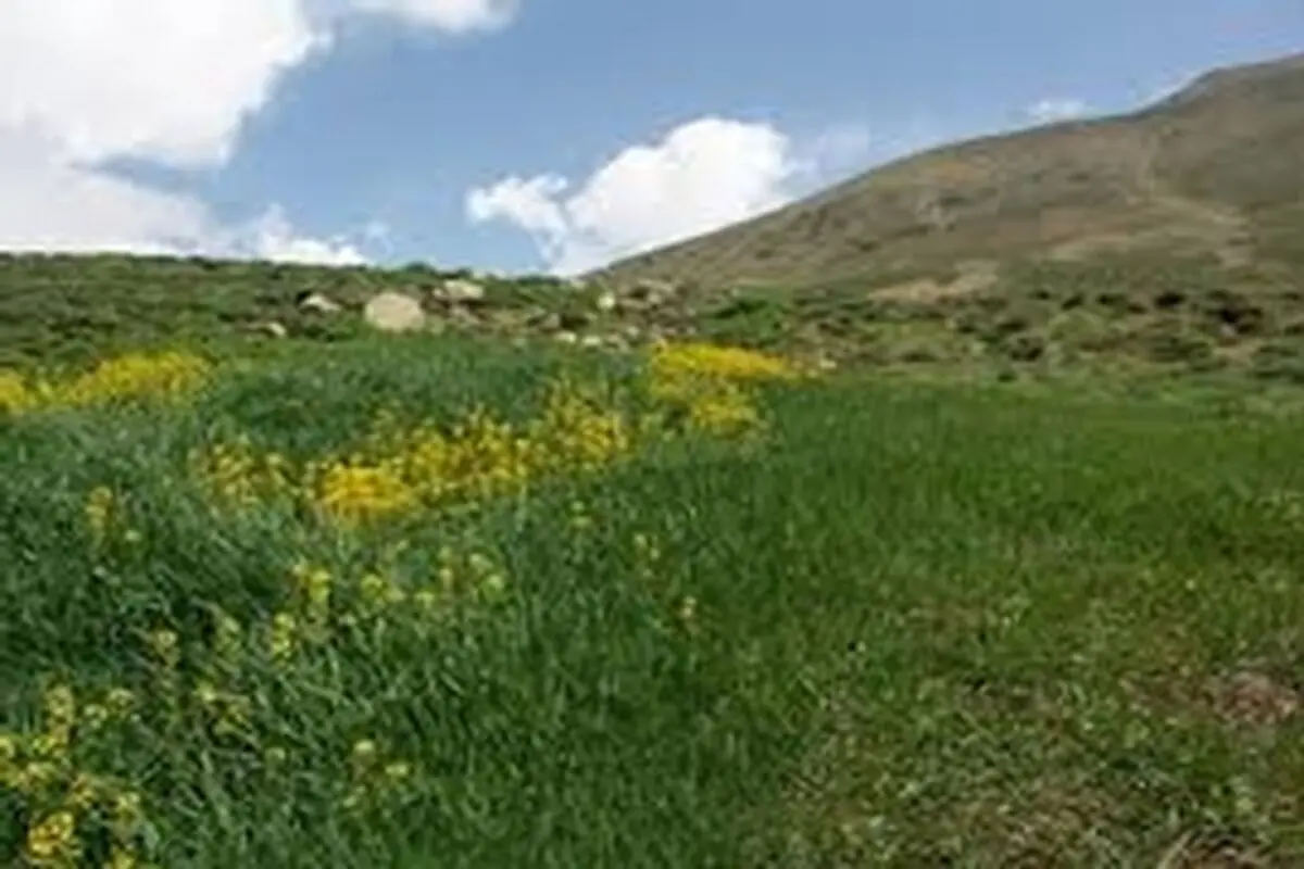 تولید بیش از ۸۳ هزار تن علوفه در اصفهان در سال جاری