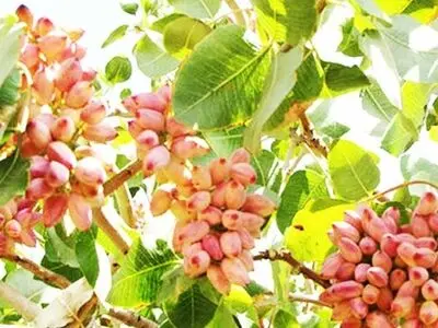 برداشت بیش ازسه هزار تن پسته توسط باغداران سبزوار