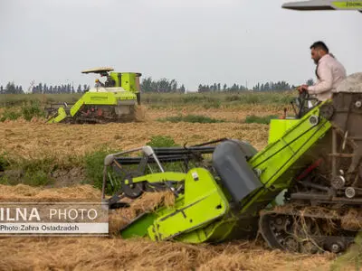 برداشت ۴۶۱ تن گندم از مزارع آبادان
