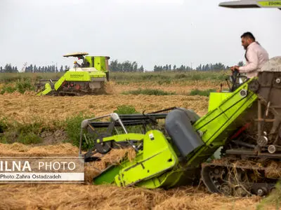 توزیع بیش از ۲ هزار و ۷۰۰ تن نهاده کشاورزی میان کشاورزان ماهشهر
