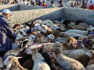 مشاهده بیماری تب‌برفکی بین دام های خراسان رضوی 