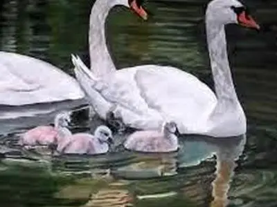 رسمی جالب در ولز؛ قوهایی که زنگ می‌زنند تا غذا بگیرند + فیلم