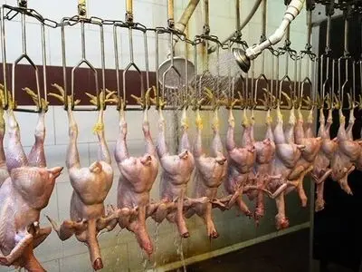باز گشت به چرخه تولید بزرگترین کشتارگاه مرغ شمال آذربایجان‌غربی