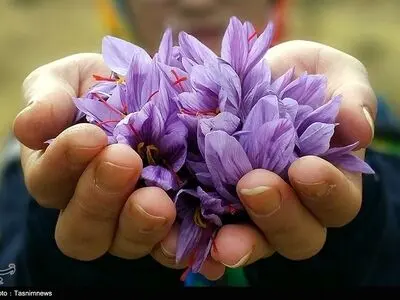 فرش قرمز قاچاقچیان طلای سرخ ایران