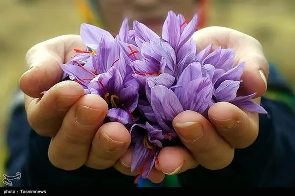 فرش قرمز قاچاقچیان طلای سرخ ایران