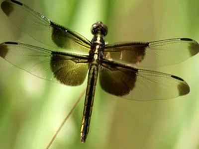 حقایق جالب از سنجاقک‌ها که نمی‌دانستید! 