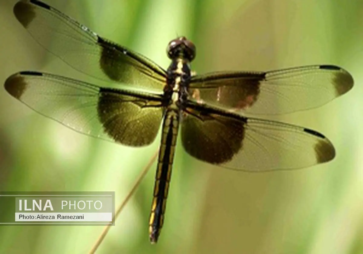 حقایق جالب از سنجاقک‌ها که نمی‌دانستید! 