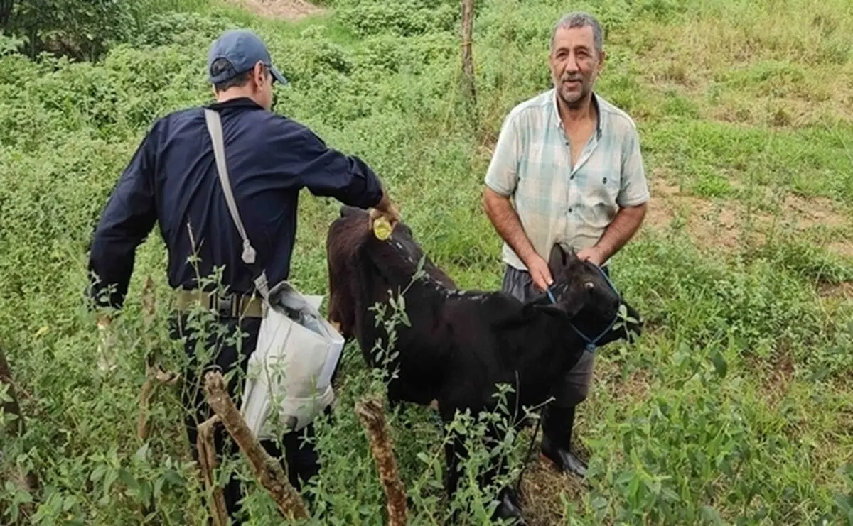 واکسیناسیون رایگان دام سنگین در ۲ روستای شهرستان فومن