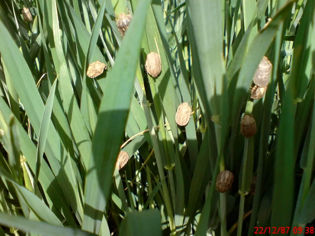 سن مادر بلای جان کشاورزان کردستان