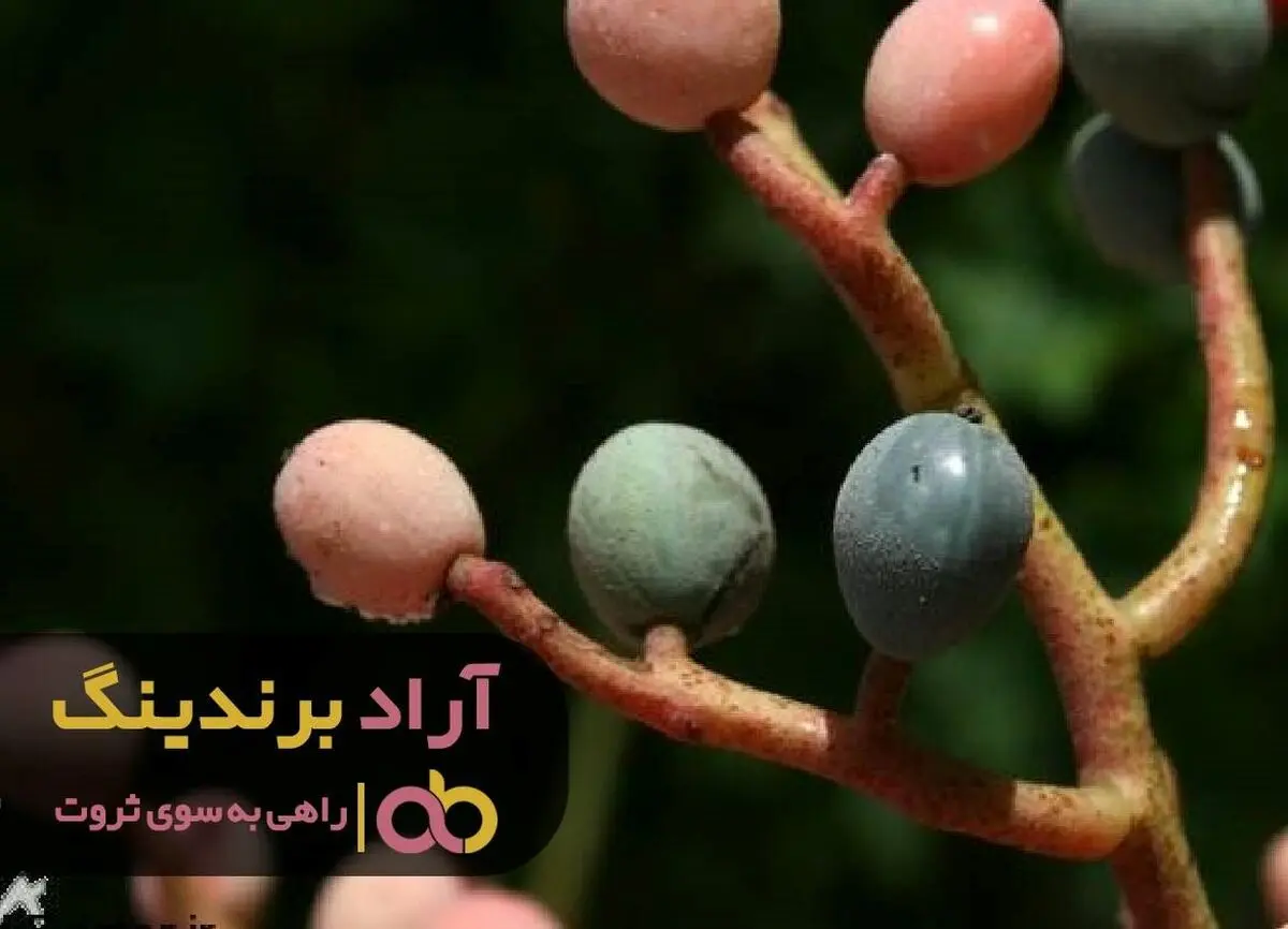 پسته وحشی که افکار درونی مرا به ثروت تبدیل کرد