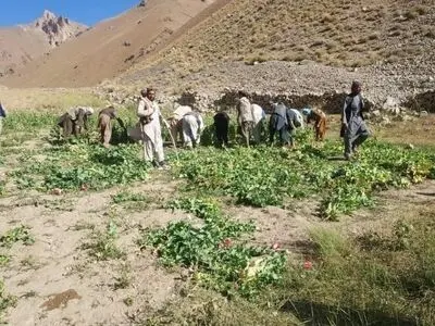 طالبان زمین‌های کشت تریاک را از بین برد