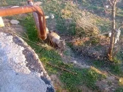 نجات گرگ در چاه افتاده توسط همیاران محیط زیست چگنی لرستان