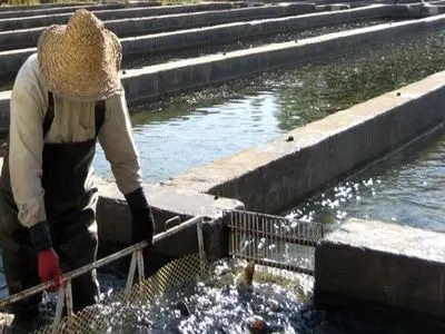 صنعت آبزی‌پروری در استان برای حدود ۲۰ هزار نفر اشتغال‌زایی کرده است