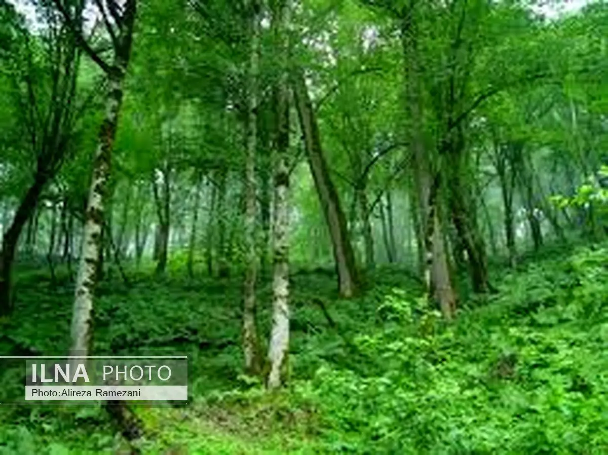 ثبت جهانی جنگل هیرکانی در دستور کار قرار دارد