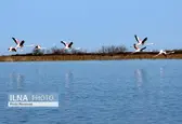 ۸۵ درصد از سطح تالاب هورالعظیم پر آب است