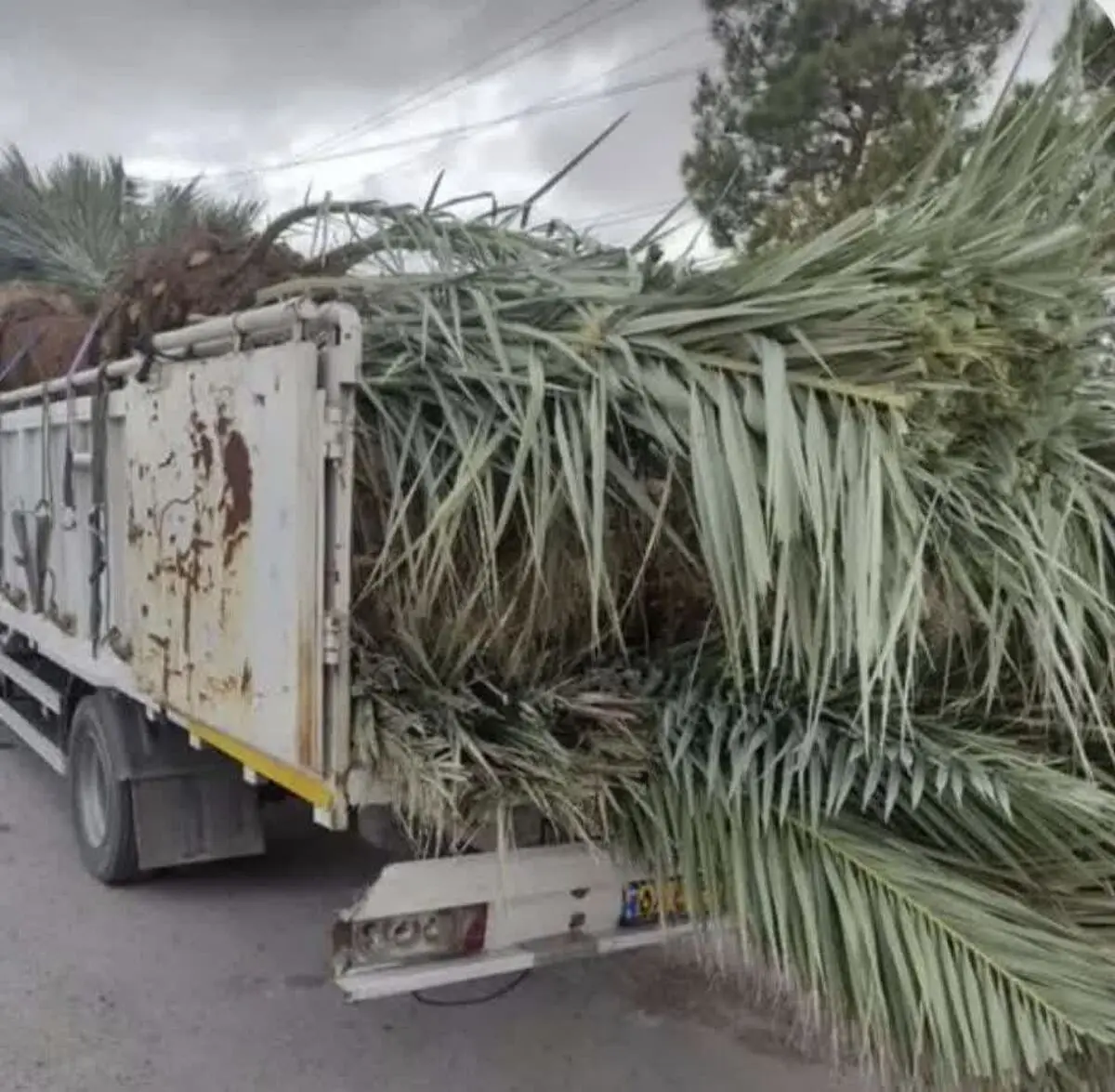 توقیف محموله نخل‌های فاقد مجوز در ایستگاه بازرسی خرم‌بید فارس