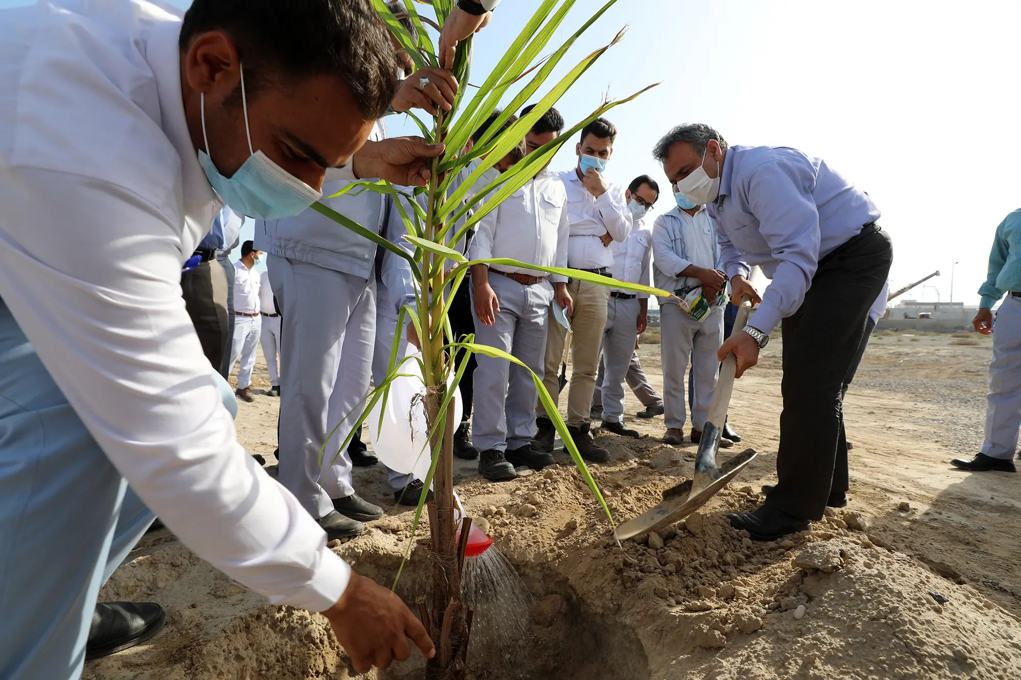کشت ۲.۵ هکتار درخت مثمر در ساحل آبگیر ستاره خلیج‌فارس