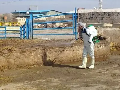 تمامی بخش های کشتارگاه صنعتی مشهد برای پیشگیری از کرونا ضدعفونی شد