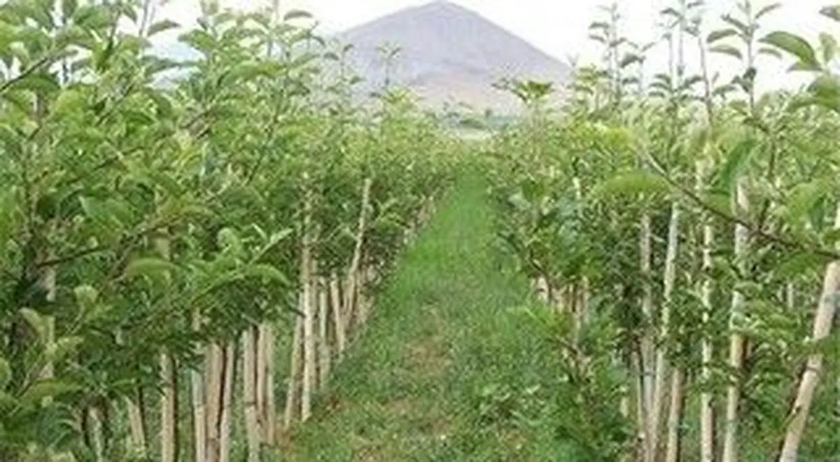 بیش از ۴ میلیون نهال در گلستان تولید شد