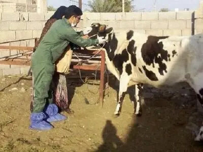 ایمن‌سازی دام‌های سنگین مناطق مرزی دشت آزادگان علیه بیماری تب برفکی
