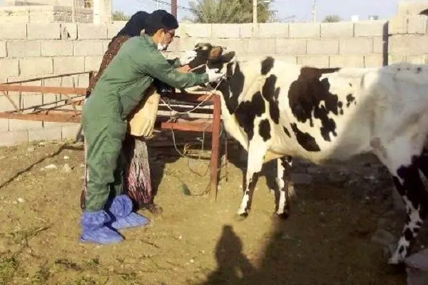 واکسیناسیون بیش از ۱۸۸ هزار رأس دام علیه بیماری تب برفکی در رامهرمز/توصیه‌های بهداشتی به دامداران