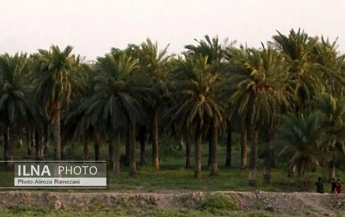 مبارزه با بیماری پوسیدگی گل آذین خرما در آبادان