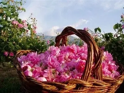 امسال ۶۵۰ تن گل محمدی تَر در استان برداشت شود