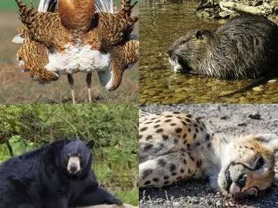 ۵۰ گونه جانوری ایران در خطر انقراض