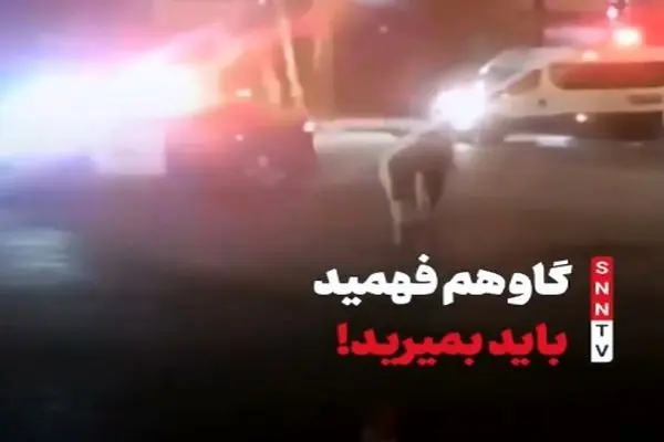 حمله یک گاو به پلیس اسرائیل + فیلم
