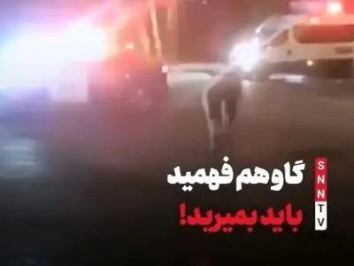 حمله یک گاو به پلیس اسرائیل + فیلم