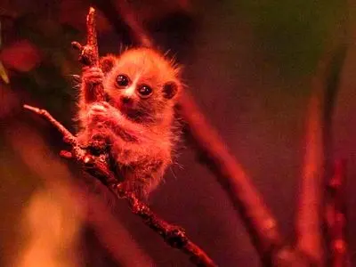 جشن تولد یک گونه در معرض انقراض | این چشم‌درشت دوست‌داشتنی، سمی است!