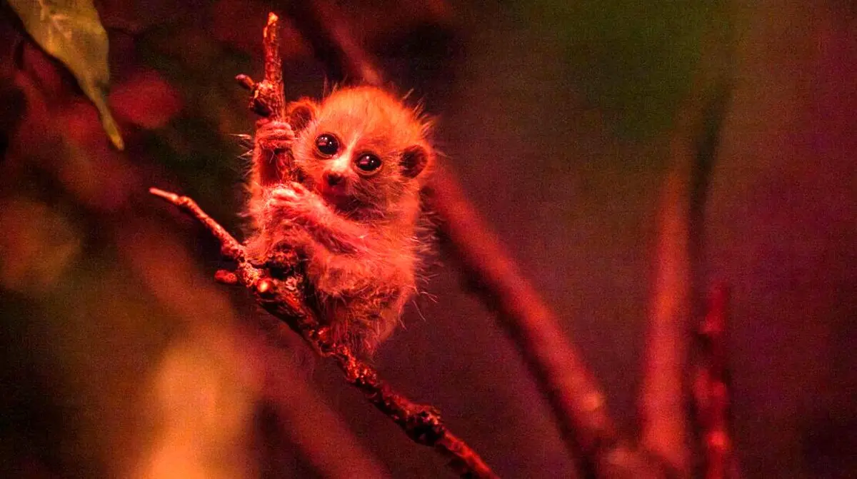 جشن تولد یک گونه در معرض انقراض | این چشم‌درشت دوست‌داشتنی، سمی است!