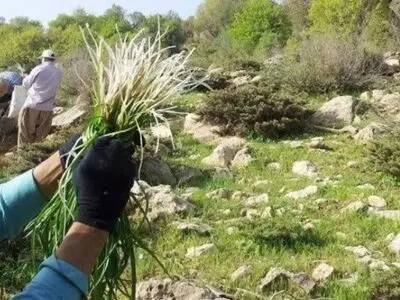ممنوعیت برداشت و فروش گیاهان مرتعی و دارویی در آذربایجان غربی