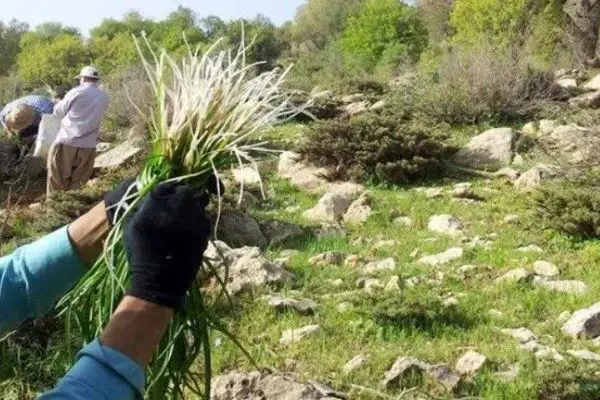 ممنوعیت برداشت و فروش گیاهان مرتعی و دارویی در آذربایجان غربی