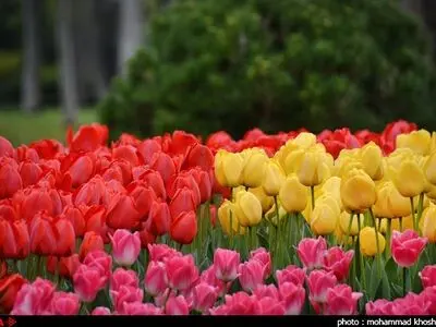 جشنواره گلهای پیازی توسط شهرداری مشهد مقدس در پارک ملت