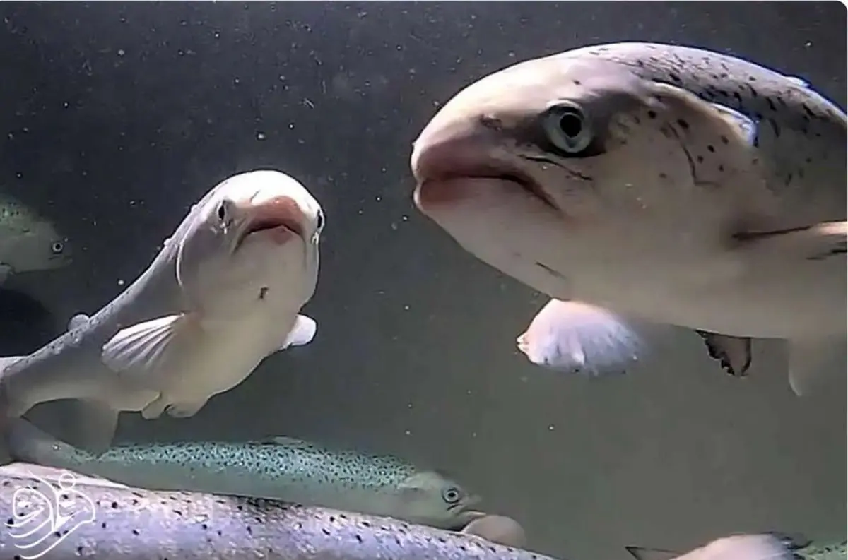 هوش مصنوعی ماهی‌ها را نجات می‌دهد 