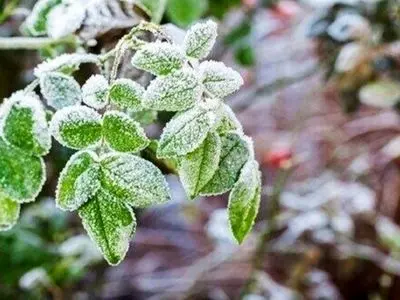 هشدار احتمال سرمازدگی محصولات کشاورزی در استان یزد