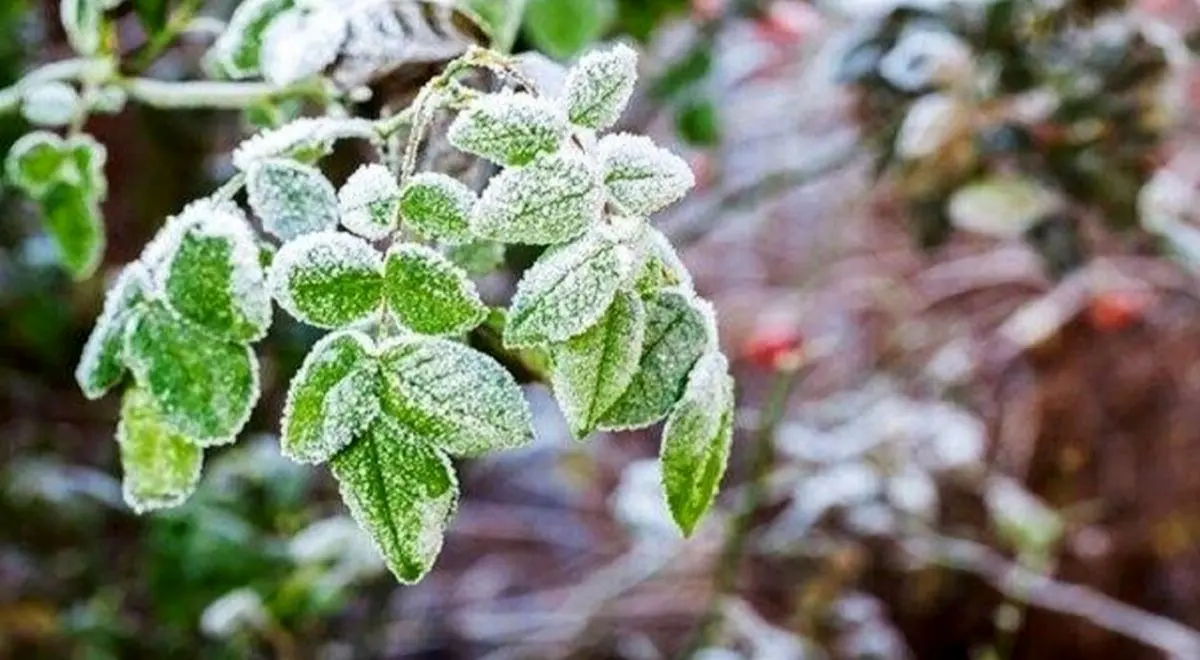 هشدار احتمال سرمازدگی محصولات کشاورزی در استان یزد