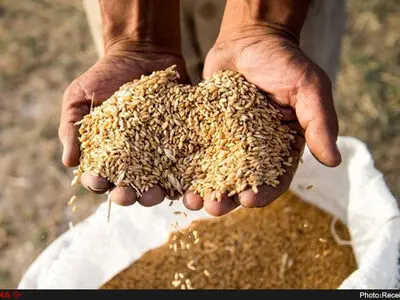 خرید بیش از ۴ هزار تن گندم مازاد بر نیاز کشاورزان نیشابوری 