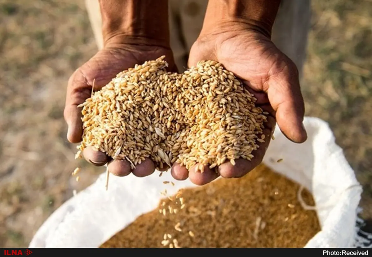 آغاز فعالیت سامانه فروش گندم در ۲۵ استان کشور/ موجودی کالاهای اساسی مطلوب و جوابگوی نیاز داخلی است