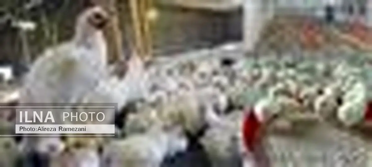 تمام شایعات استفاده از هورمون در طیور به عدم شناخت علمی از چرخه و فرآیند تولید طیور برمی گردد