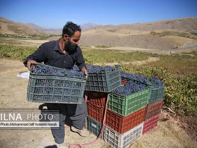 برداشت انور طلای سیاه در کردستان روستای پایگلان 