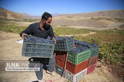 برداشت انور طلای سیاه در کردستان روستای پایگلان 