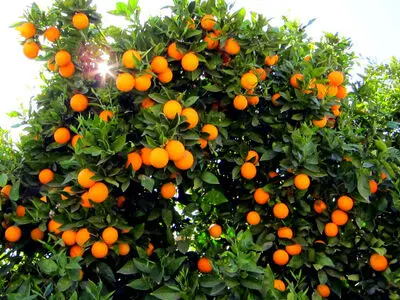 برای داشتن باغبانی خوب ،باید سیاست گذاری درست داشته باشیم