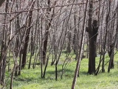 درختکاری فاز اول پارک جنگلی پردیسان آغاز شد