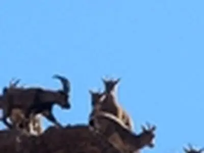 پایان سرشماری پاییزه وحوش در شهرستان فیروزکوه
